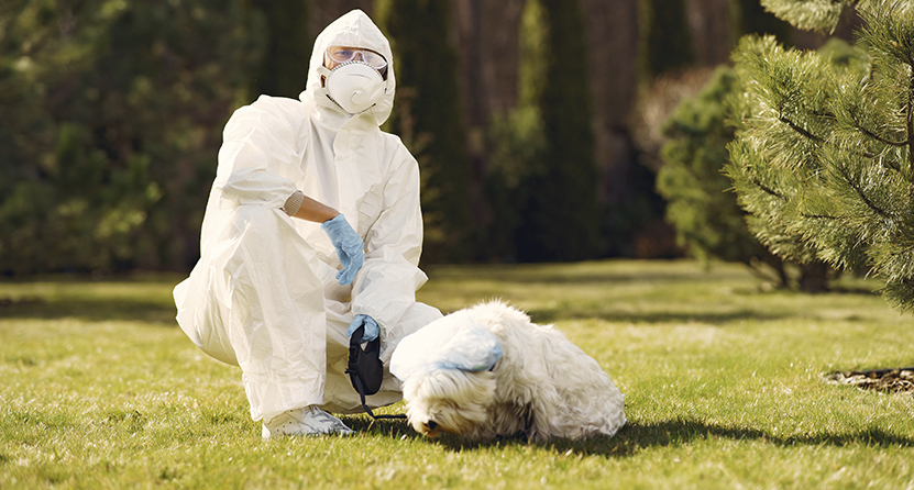 Как выгуливать собаку во время коронавирусной пандемии?