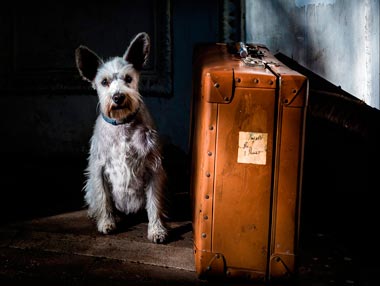 Отпуск и животные: с кем оставить, чтобы не сойти с ума