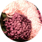 Няня, Москва, Елена Евгеньевна