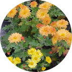 Няня, Невинномысск, Светлана Михайловна